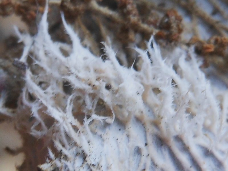 Peltigera sp. da Luogosanto
